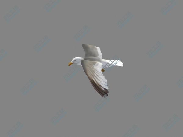 images/goods_img/20210312/HIGH DETAILED SEAGULL 3D MODEL  FULLY RIGGED & ANIMATED/4.jpg